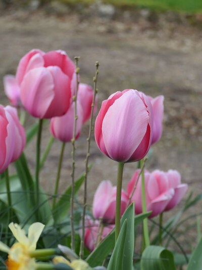 Avril 2024, la saison des tulipes