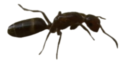 Tubes fourmis