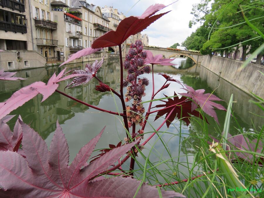 Metz en Moselle  (57)