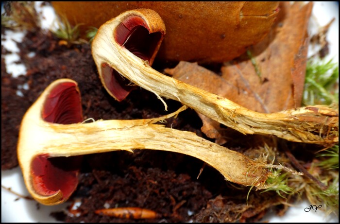 Champignon rouge dessous.