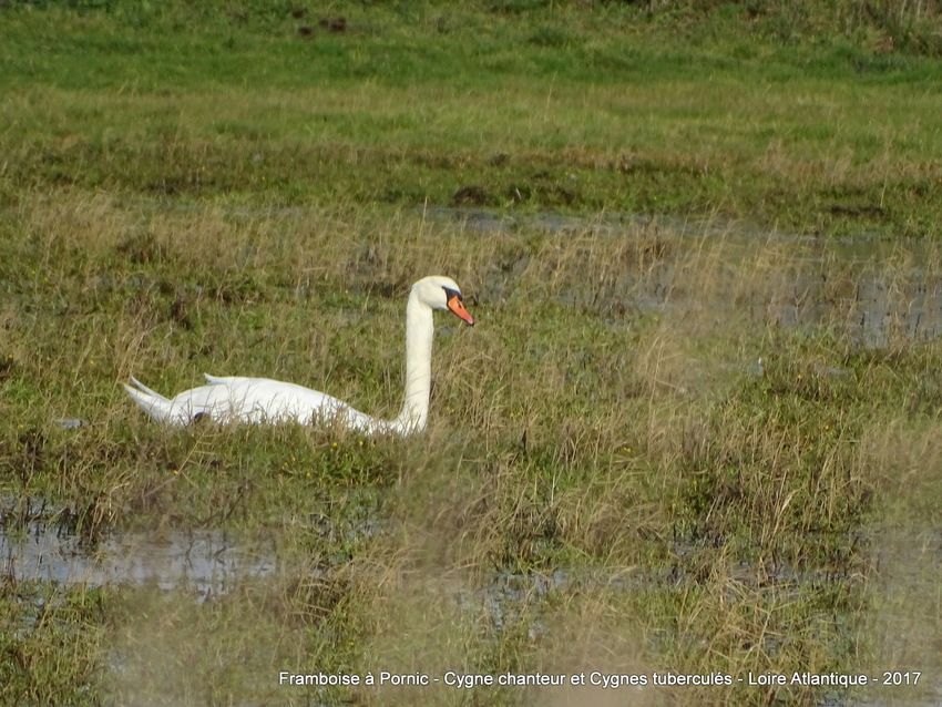 Cygne chanteur 