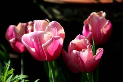 Tulipes 2014 : Holland Beauty