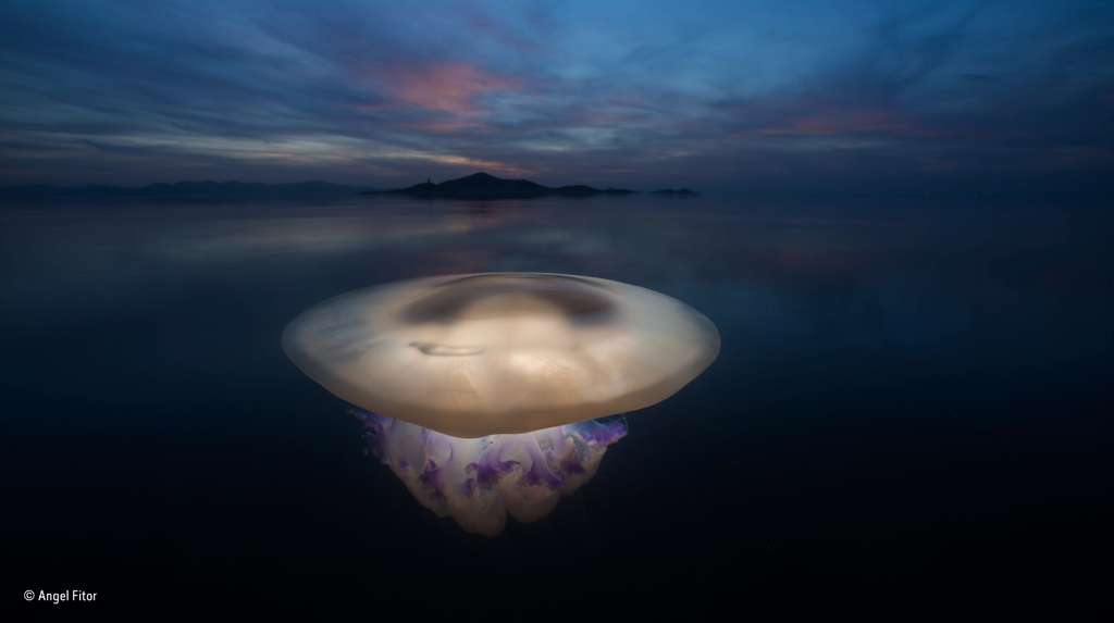 Magnifique photo d’une méduse flottant dans les eaux calmes de la Mer Mineure. © Angel Fitor, 2016 Wildlife Photographer of the Year