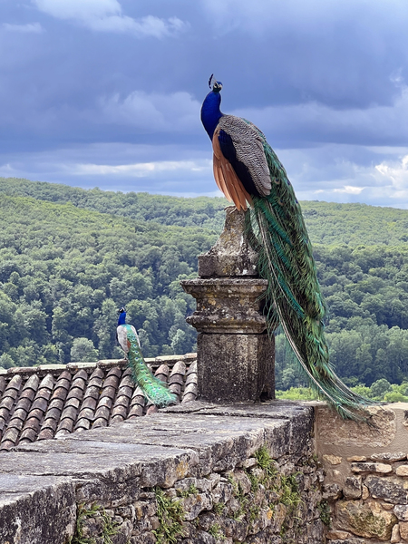 Les Jardins de Marqueyssac