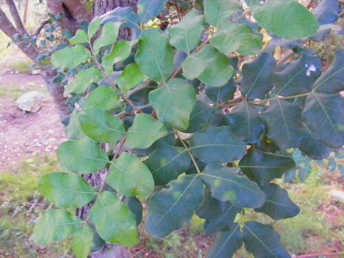 Ceratonia siliqua, Fabaceae