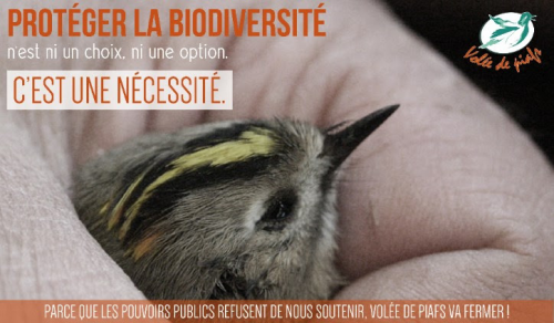 Manifestation de soutien à Volée de piafs - samedi 11 février 2017