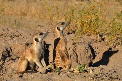 The meerkats