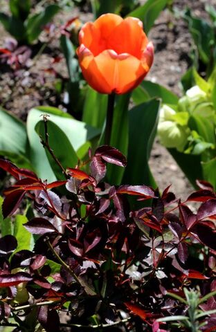 Les tulipes du jardin médiéval (1/2)