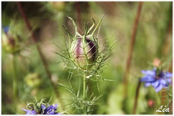 Fleurs-2-8091-capsule-nigelle.jpg