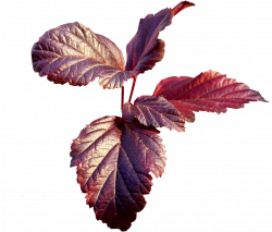 Tubes png feuilles