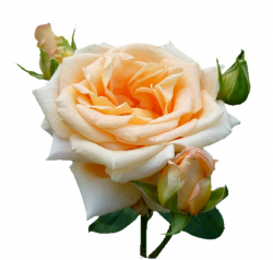 Tubes Fleurs - Divers