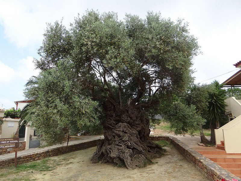 Des arbres tutélaires : Ulysse et les oliviers - Au petit bonheur la chance