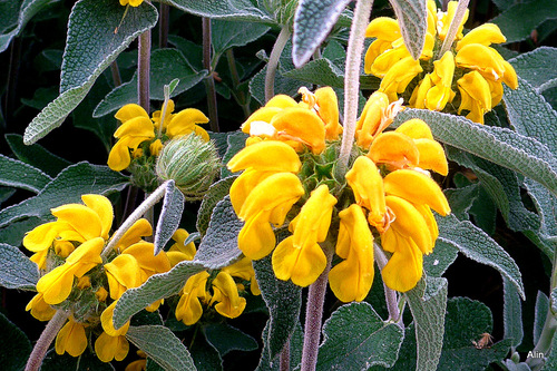 La sauge de Jérusalem en fleur ...