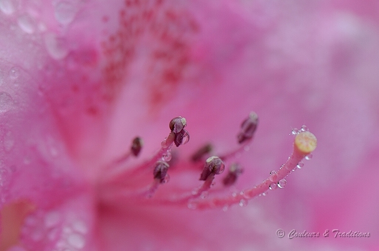 Rhododendron 