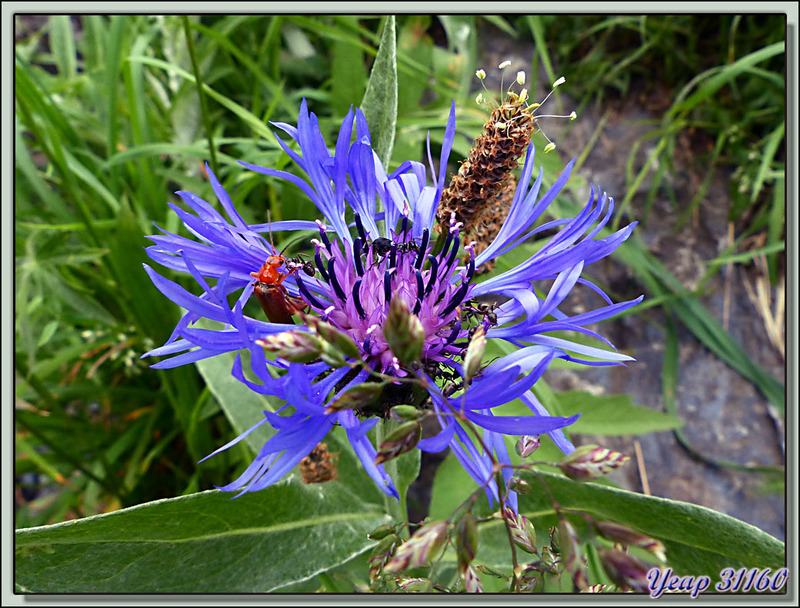 Centaurée des montagnes, Bleuet des montagnes (Centaurea montana) - Vallon d'Esquierry - Oô - 31