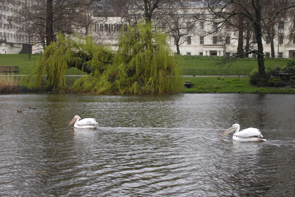 Dans les parcs de Londres