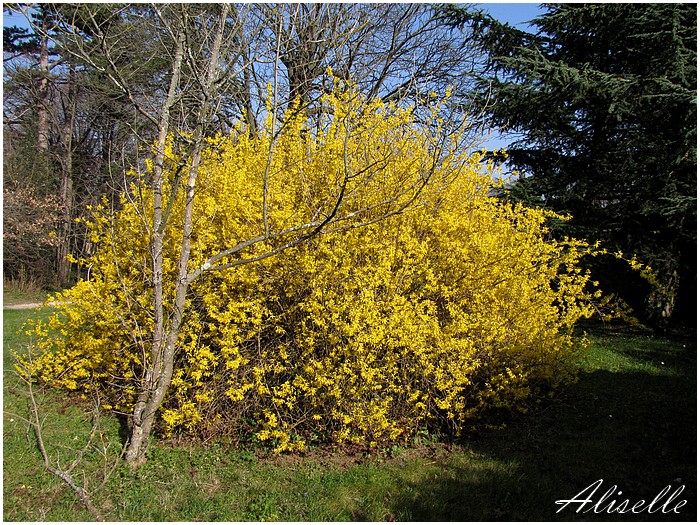 Forsythia