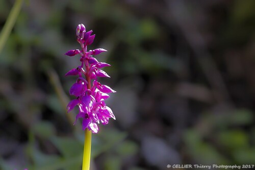 orchis mascula - orchidée sauvage - saint jean de chevelu - savoie