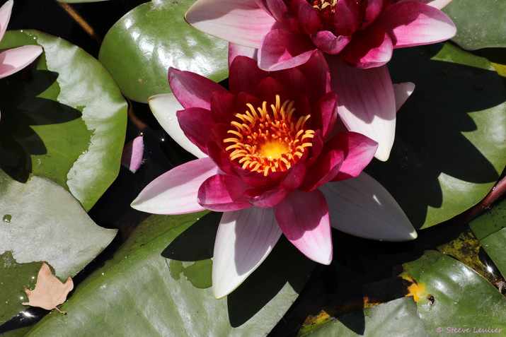 Jardin botanique de Douchanbé