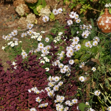 Retour sur le Troc Plantes 2018 au Jardin de Valérie...