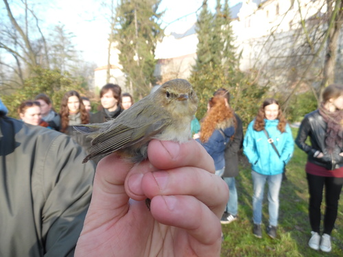 Capture d'oiseaux