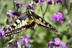 Le Machaon Grand porte-queue Papilio machaon Papilionidae