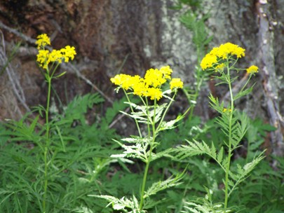 fleurs de montagne