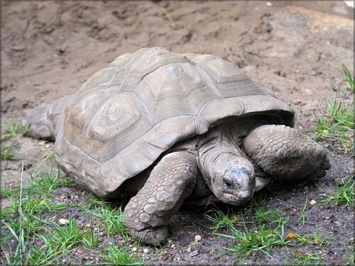 Photo de tortue terrestre du Zoo de Pessac