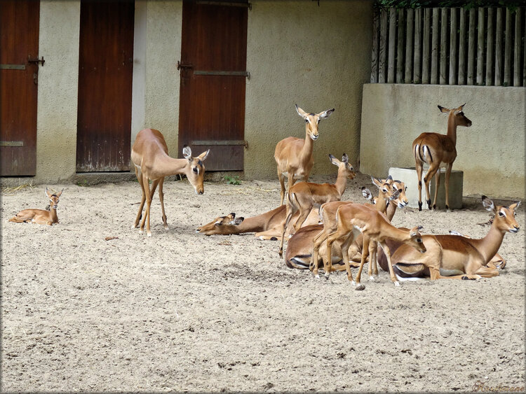 Photo d'Impala du Zoo de la Palmyre