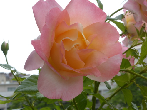 Une si belle rose 