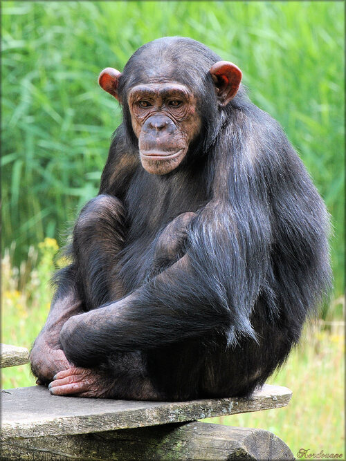 Photos de Chimpanzés du Zoo de la Palmyre