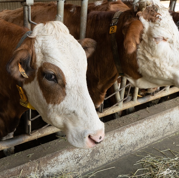 Desnes : Ah les vaches ...  