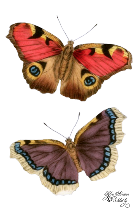  Papillons création 12
