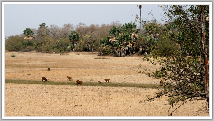 NIOKOLO KOBA réserve Sénégal