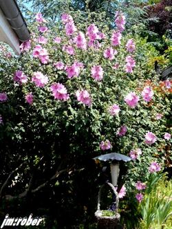 Mi juin , l'explosion des fleurs au jardin  (2)