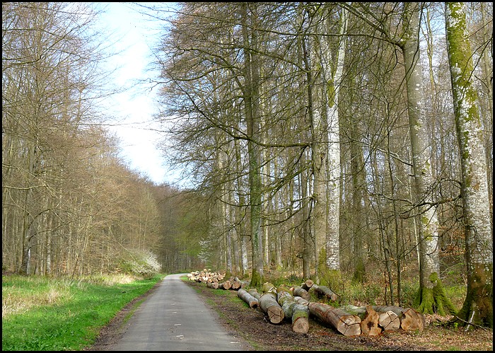 Sous-bois de Normandie