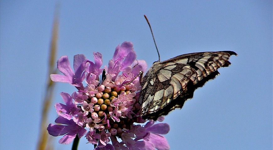Les papillons de l'été (5) Le demi-deuil