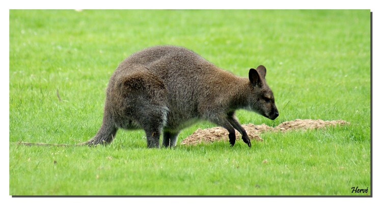 Wallaby