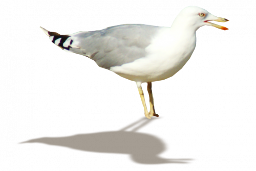 tubes oiseaux