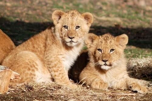 Lions