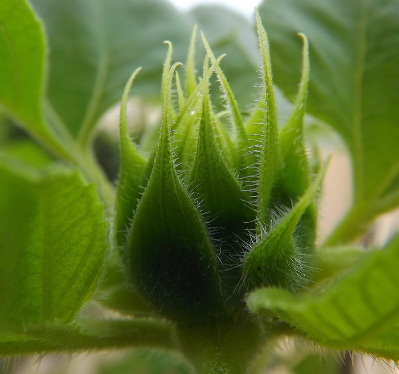 Des soleils en jardinières.