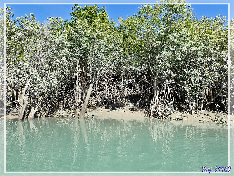 20/09/2022 : exploration de la mangrove de la Rivière Hunter - Prince Frederick Harbour - Kimberley - Australie