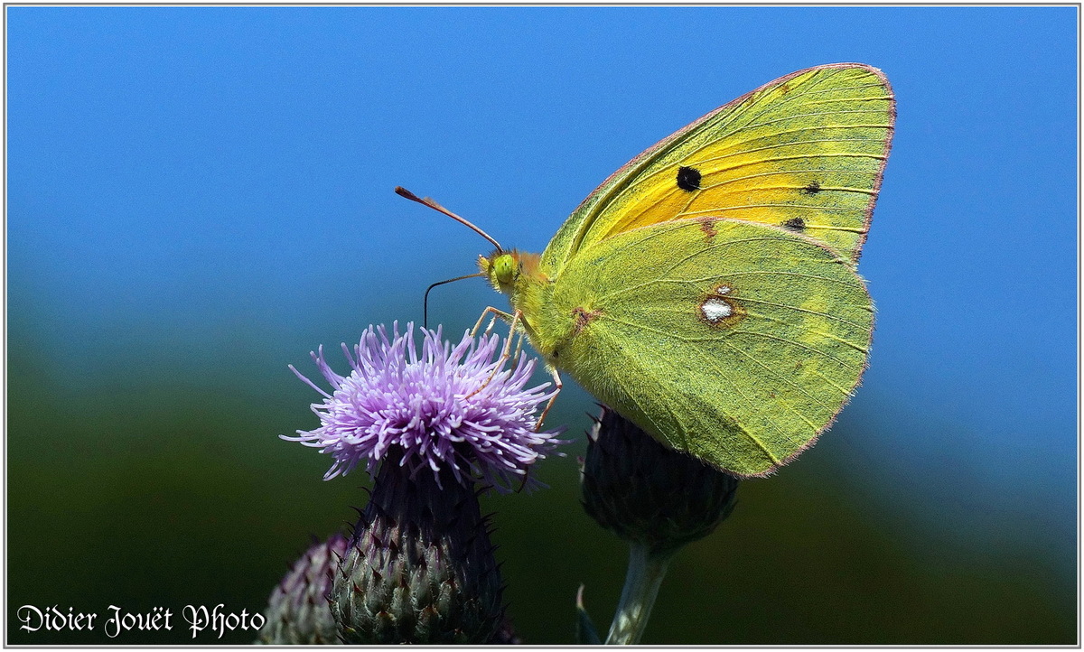 Souci (4) - Colias crocea