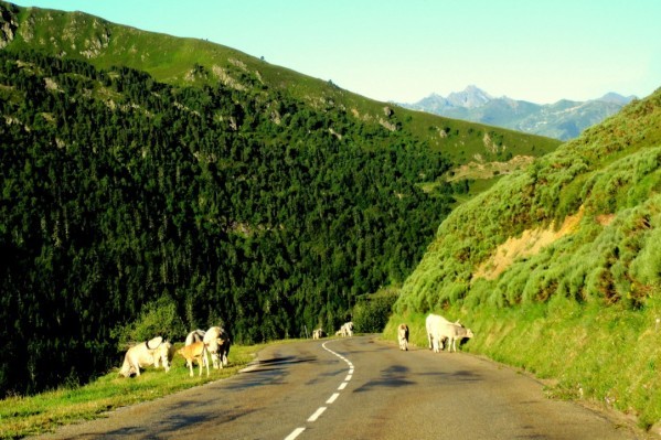 h08 - Vaches sur la route du col