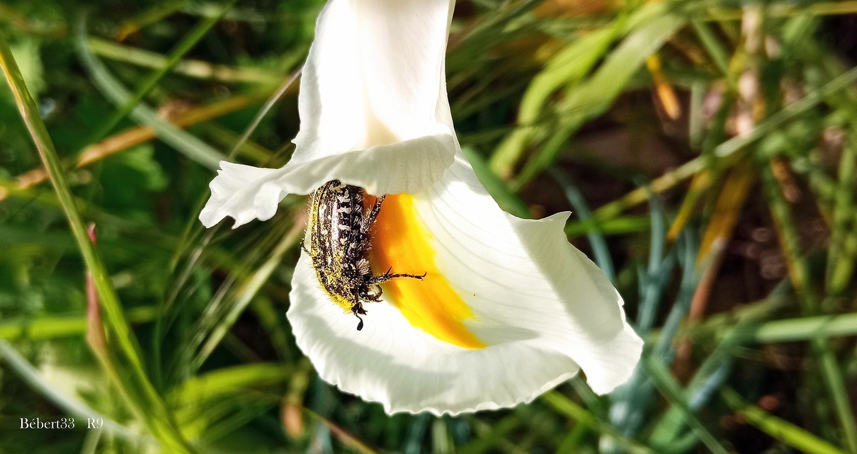 rencontres avec des insectes 