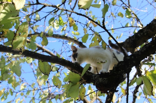 Un chat dans le cerisier