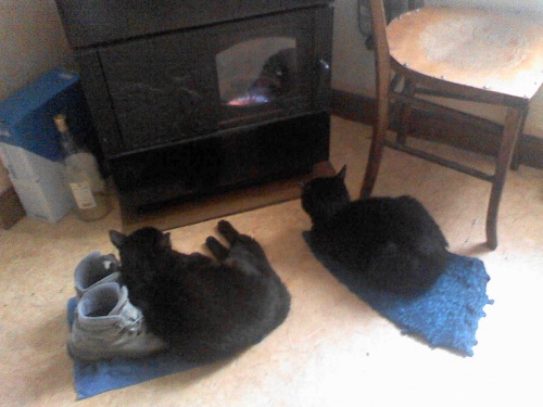 Hommage à Leo et Figaro, deux chats européens noirs, exceptionnels...