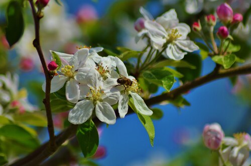 jardin fleuri