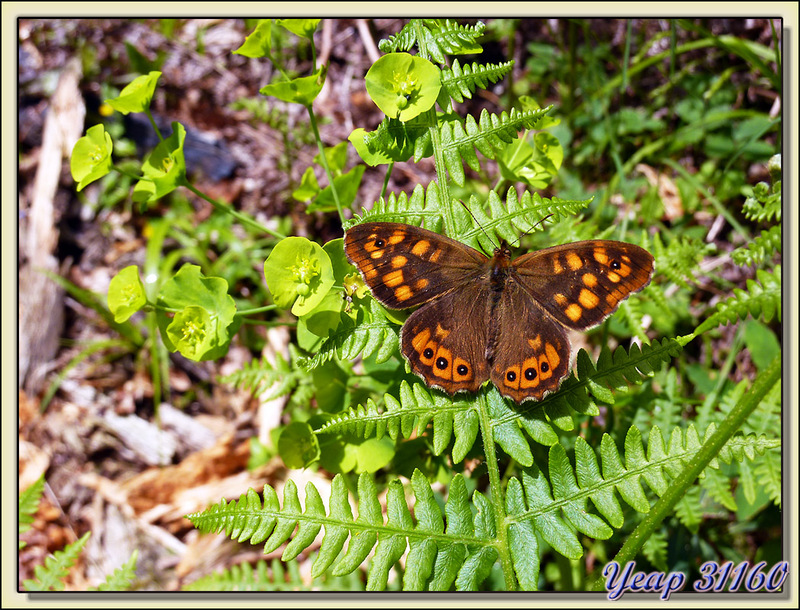 Papillon Tircis (Pararge aegeria) - Massif du Cagire - 31