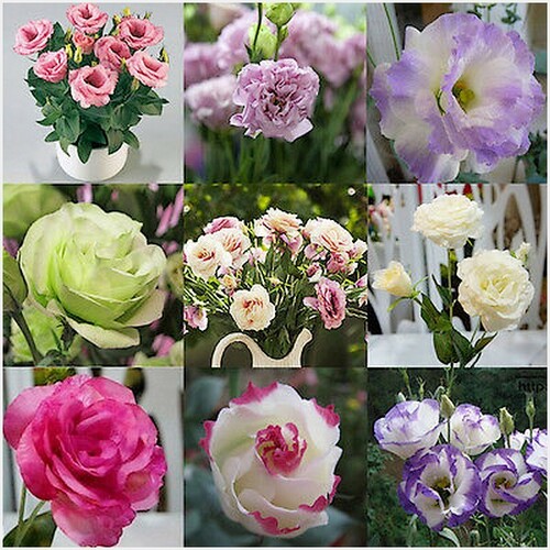 Fleurs cultivées  : Lisianthus